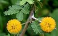 sweet acacia